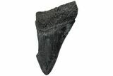 Partial Megalodon Tooth #194078-1